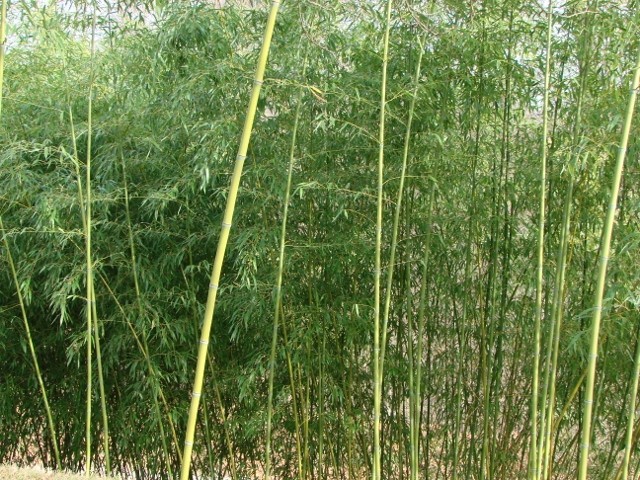 šuma bambusa